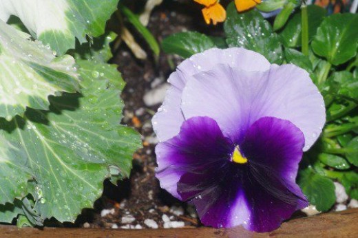 Another pansy