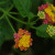Lantanas. Butterflies love these. Lantanas. Butterflies love these.