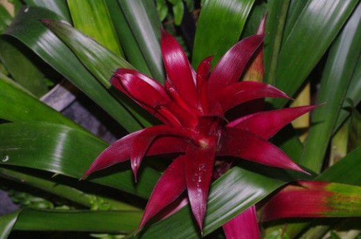 Bromeliad