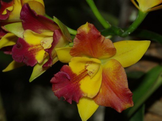 Orchids