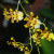 Oncidium Orchid. They resemble dancing ladies with arms, head, and a skirt.