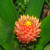 Bromeliad, I think Bromeliad, I think