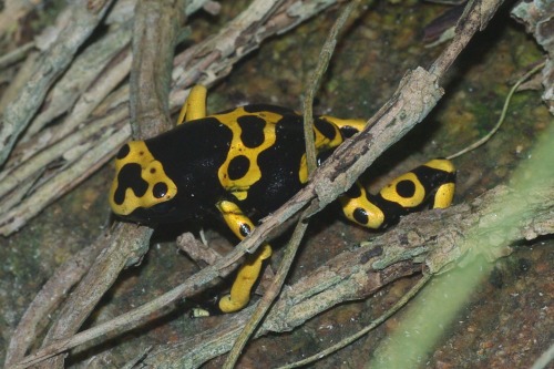 Yellow-banded Frog