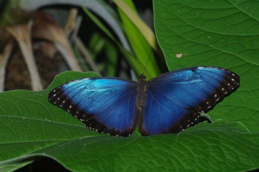 Blue Morpho. Probably everyone's favorite, it usually won't rest with its wings open unless it is damaged.