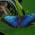 Blue Morpho. Probably everyone's favorite, it usually won't rest with its wings open unless it is damaged.