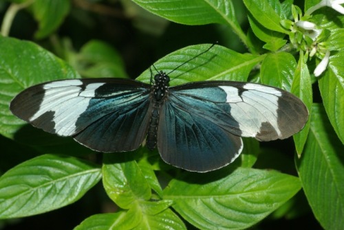 Sapho Longwing. From South and Central America. Some black butterflies will show blue in proper light, and some don't.