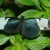 Sapho Longwing. From South and Central America. Some black butterflies will show blue in proper light, and some don't.