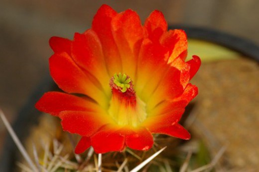 Claret Cup Hedgehog, a favorite of mine.