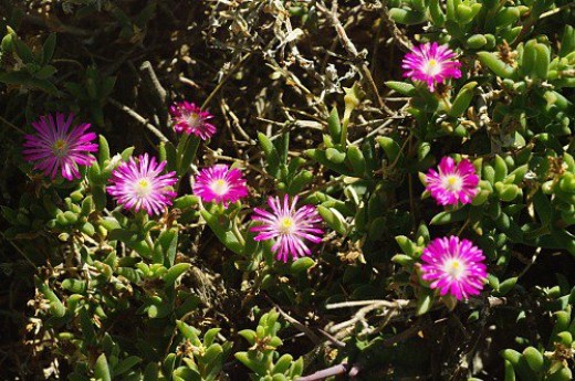 Ice Plant. South Africa.