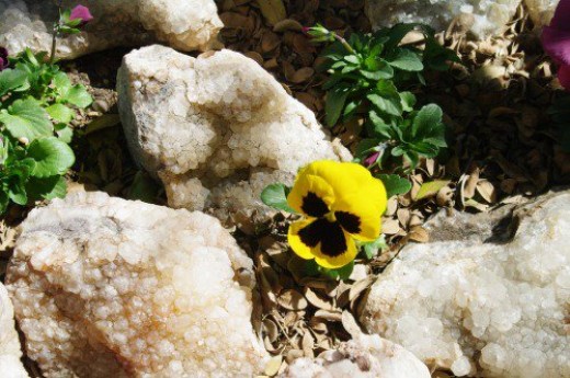 Quartz from the Chiracahuas with a pansy