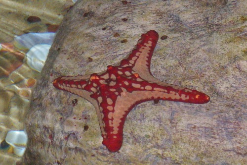 Did you ever see a four pointed starfish? Well, now you have.