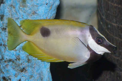One Spot Foxface - Siganus unimaculatus.