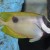 One Spot Foxface - Siganus unimaculatus.