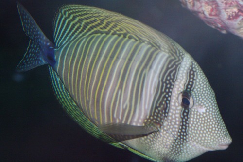 Red Sea Sailfin Tang - Zebrasoma desjardinii.