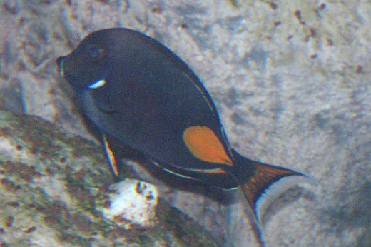 Achilles Tang - Acanthurus achilles. This fellow REALLY didn't want to come to a place where I could take his picture easily!
