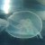 Moon Jellyfish
