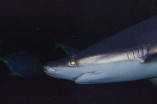 Possibly a Sand Tiger Shark - Carcharias taurus.