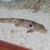 Epaulette Shark - Hemiscyllium ocellatum.
