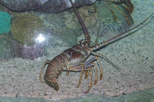 I don't know what species this is, but I understand it's a female. She doesn't have large claws.