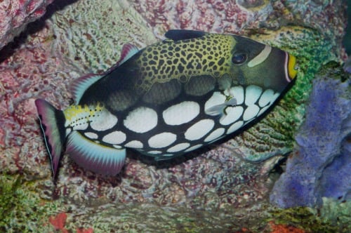 Clown Trigger Fish, aka Bigspotted Triggerfish - Balistoides conspicillum. This is my favorite photo of the afternoon.