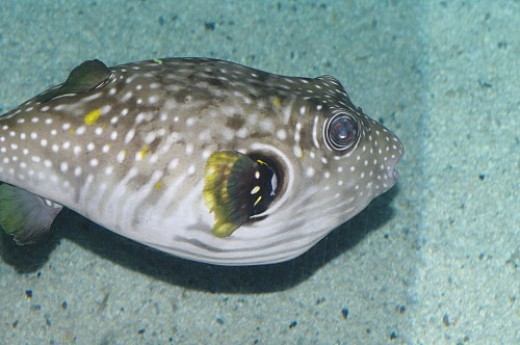 Stars and Stripes Puffer - Arothron hispidus.