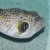 Stars and Stripes Puffer - Arothron hispidus.