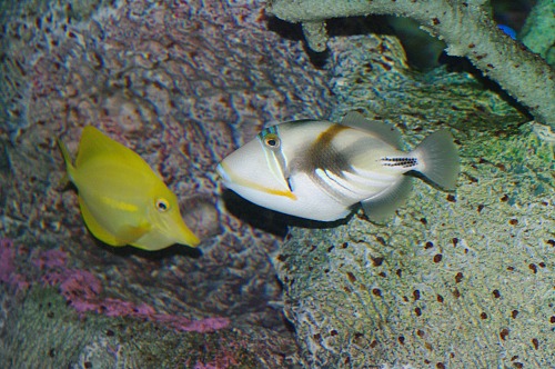 Reef Triggerfish with Yellow Tang. May be a Humu Picasso Triggerfish.