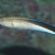 Bluestreak Cleaner Wrasse - Labroides dimidiatus. This fish cleans parasites off larger fish, who tolerate what they otherwise might eat.
