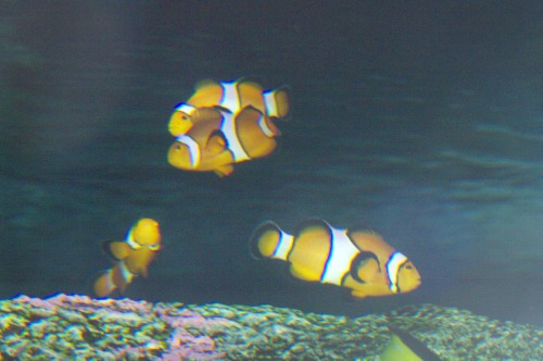 Clownfish - Amphiprion ocellaris. In one tank they had a large school of them. They like to swim among anemones, whose sting doesn't bother them.