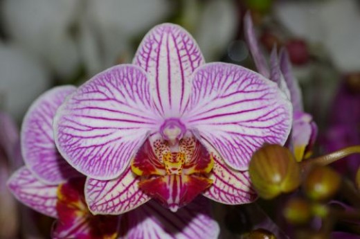 Phalaenopsis Nivacolor