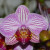 Phalaenopsis Nivacolor