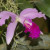 Cattleya warscewiczii
