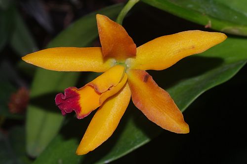 Cattleya forbesii