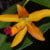 Cattleya forbesii