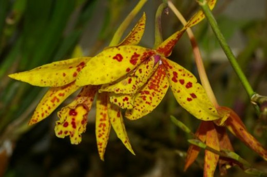 Cattleya.