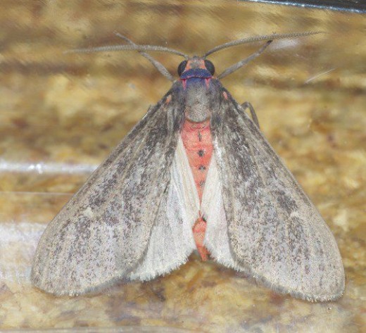 Gematrid Moth with red body.