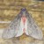 Gematrid Moth with red body.