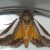Gematrid Moth. Yet another pattern. Sometimes I capture them to take their picture and then let them go.