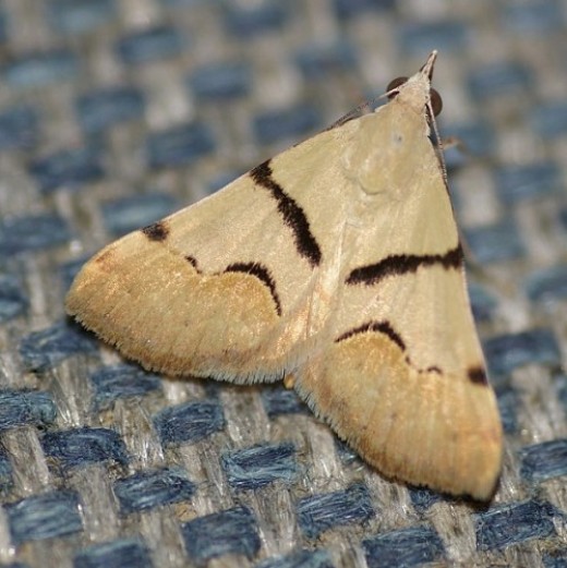 Gematrid Moth. Variation on an earlier pattern. Note the size of the weave of the chair.