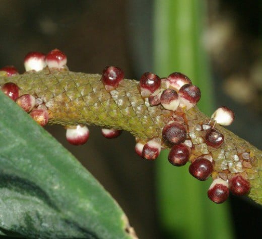 Eggs of the Atlas Moth. The Atlas Moth is too large for a Lens about tiny things. :)