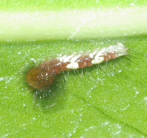 Tiny caterpillar. He's not very old. See the large leaf vein across the top. I don't know what kind this is.