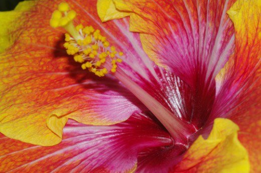 Hibiscus. The flower is too big for this Lens, so I'm giving you only part of it.