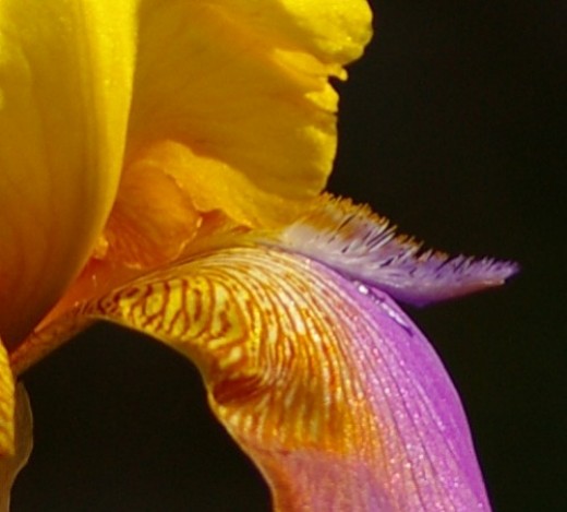 A closer look at that Iris.