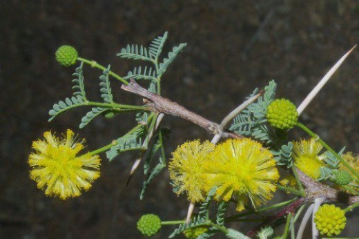 Whitethorn Acacia. Used to make perfume. Desert.