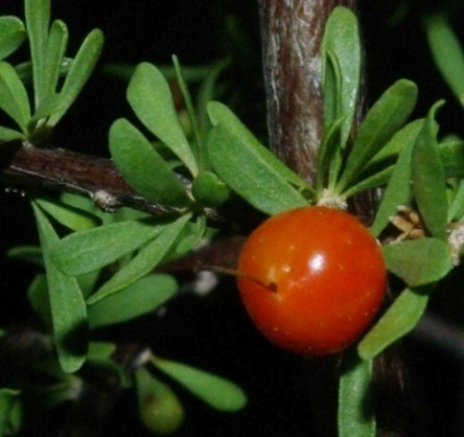 Let's start off with something tasty. Wolfberry. It takes 30 or 40 to make a handful, I think, but they're medicinal, and they are a bit tart. Desert.