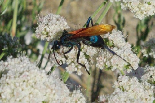 Tarantula Hawk. These have a nasty sting. But they're sure pretty! Rule: you can get up close if you don't threaten, and wasps and bees wont sting.