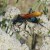 Tarantula Hawk. These have a nasty sting. But they're sure pretty! Rule: you can get up close if you don't threaten, and wasps and bees wont sting.