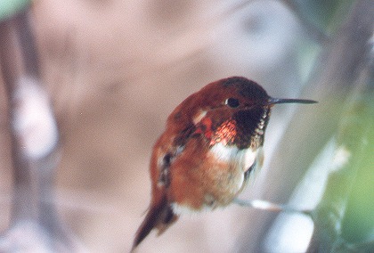 This is a male.