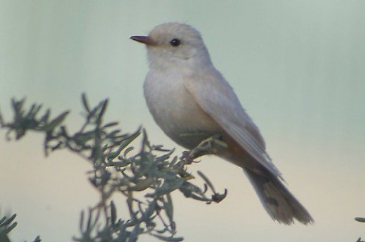 Here's the little leucistic Vermilion Flycatcher seen above.