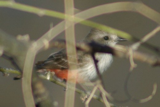 A normally colored female. She's hiding among the twigs, but you get the idea.